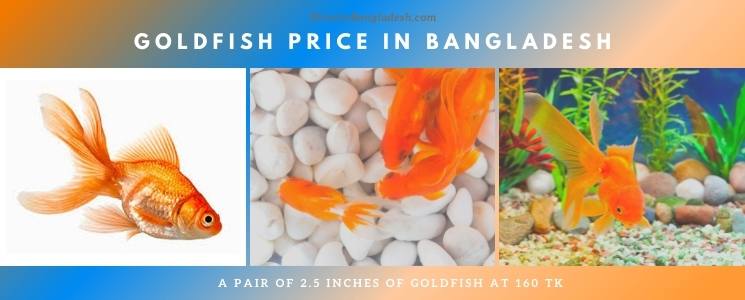 Goldfish Price In Bangladesh