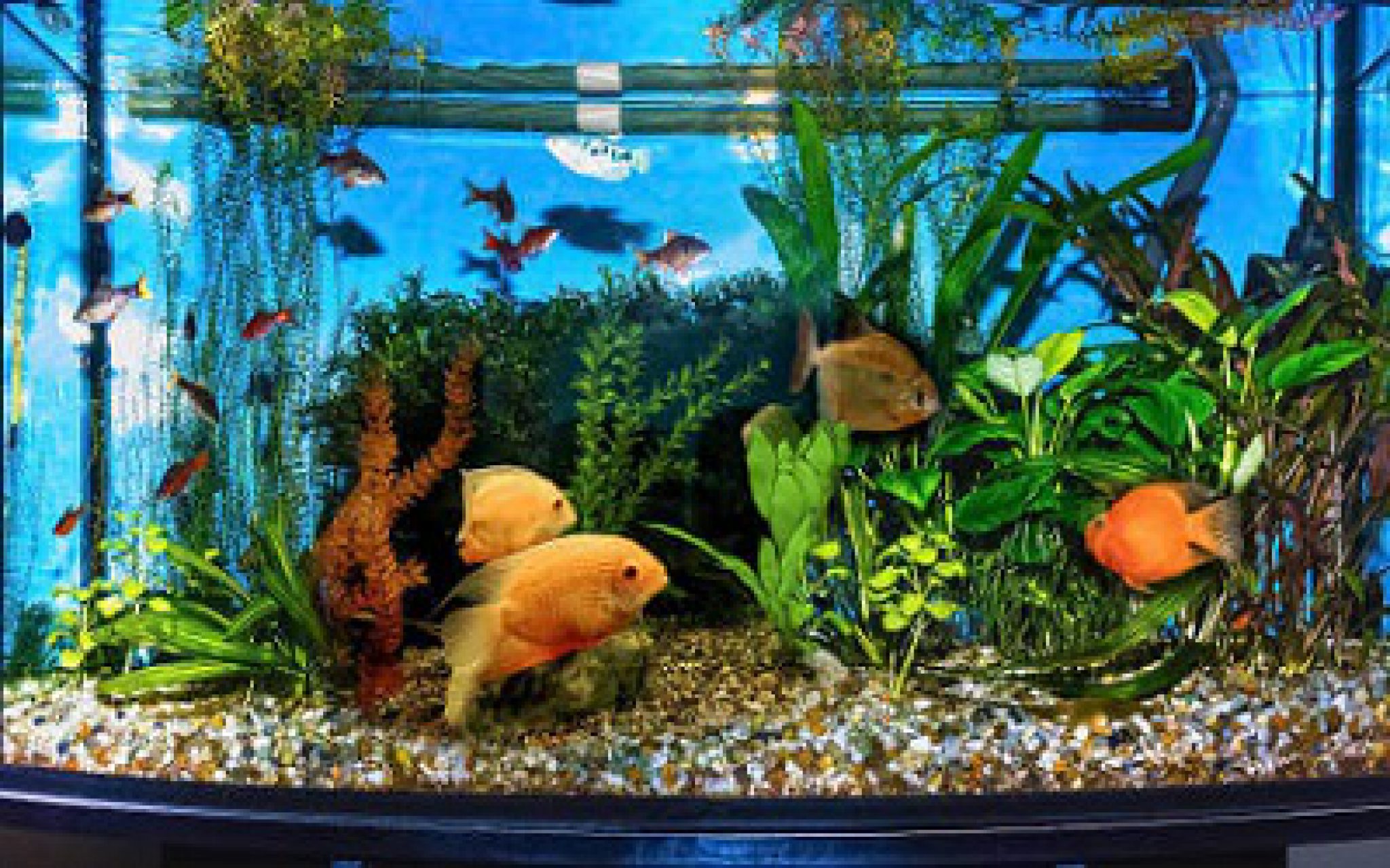 aquarium-price-in-bangladesh-very-easy-guide-2024