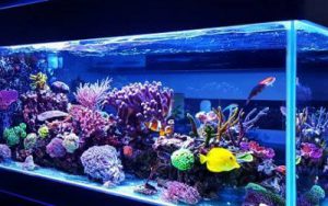 Marine Aquarium