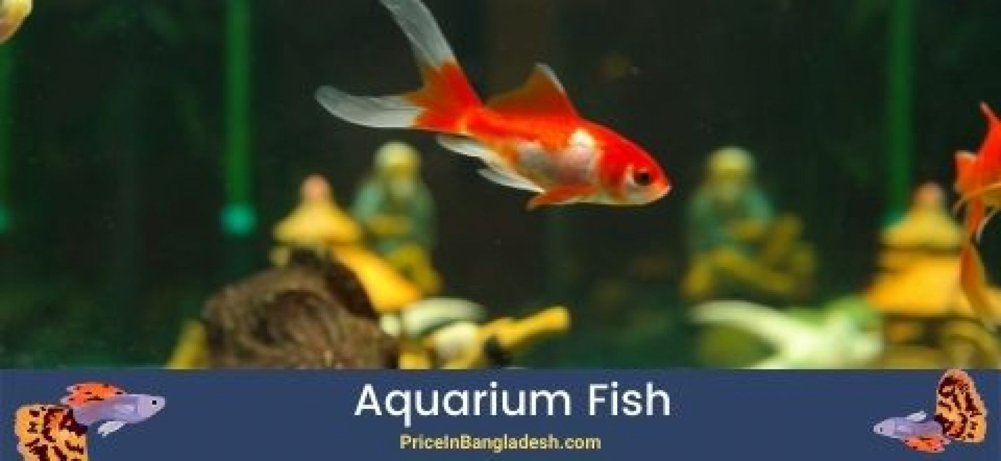 8 Most Used Aquarium Fish Price In Bangladesh Best 2024
