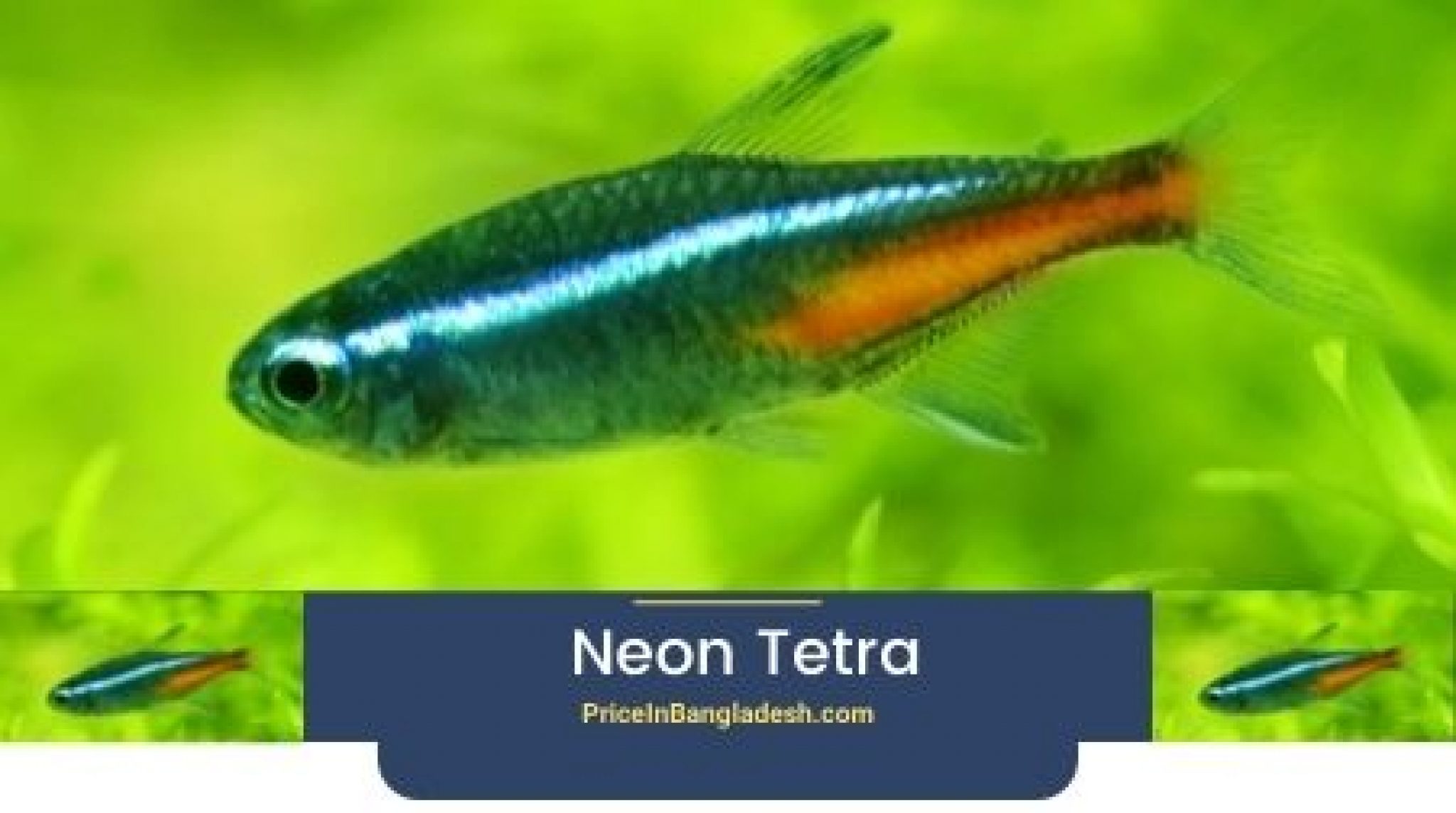 8 Most Used Aquarium Fish Price In Bangladesh Best 2024