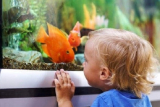 Aquarium Price In Bangladesh Very Easy Guide 2024
